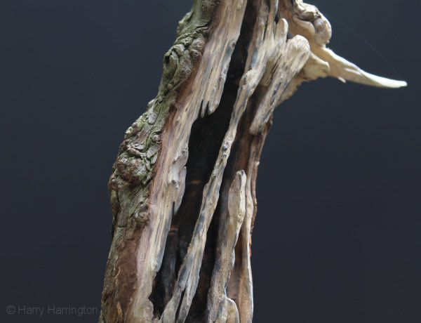 Chinese Juniper Bonsai